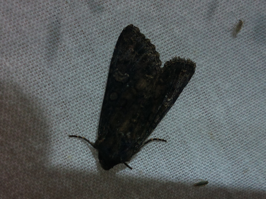Craniophora ligustri - fagyalbagoly