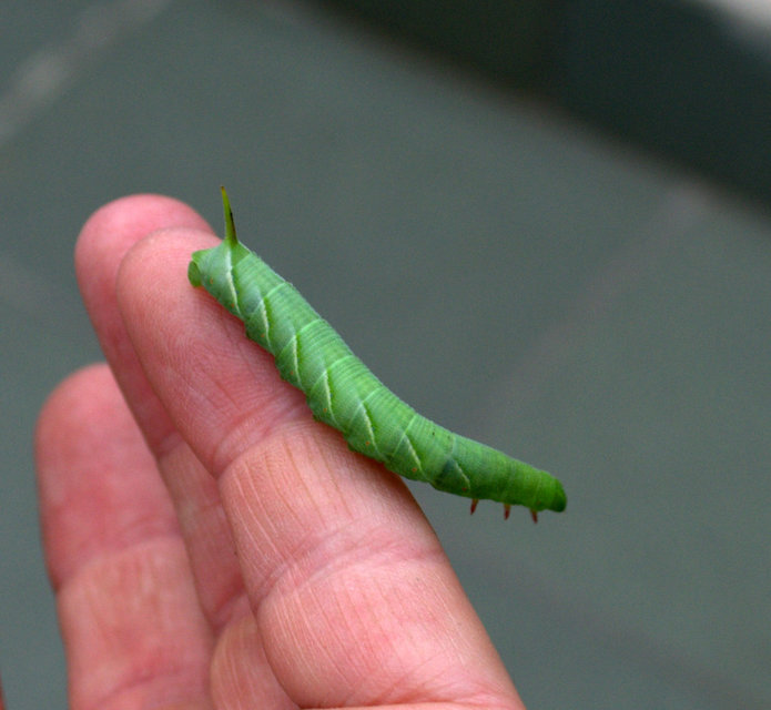 Agrius convolvuli - szulákszender