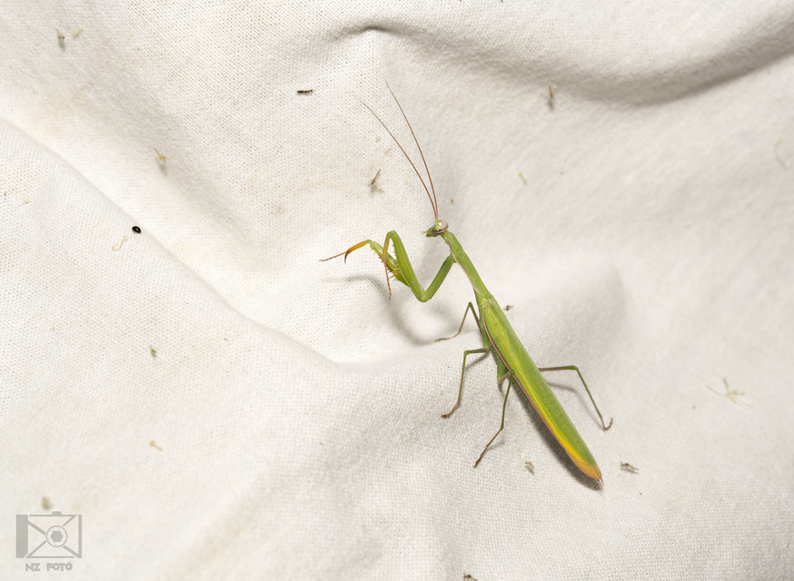 Mantis religiosa - imádkozósáska
