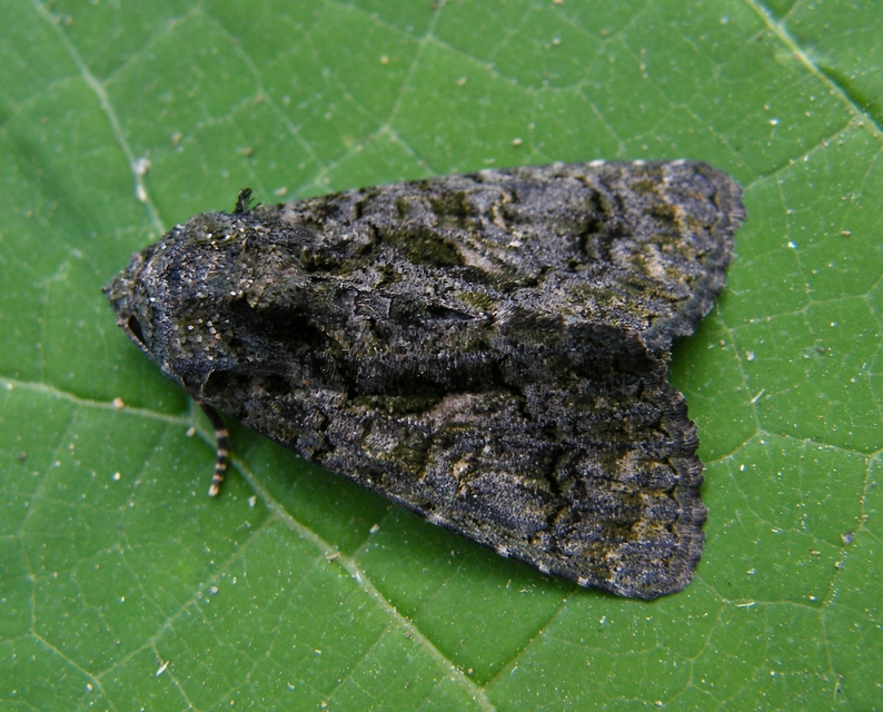 Anophia leucomelas - déli folyófűbagoly