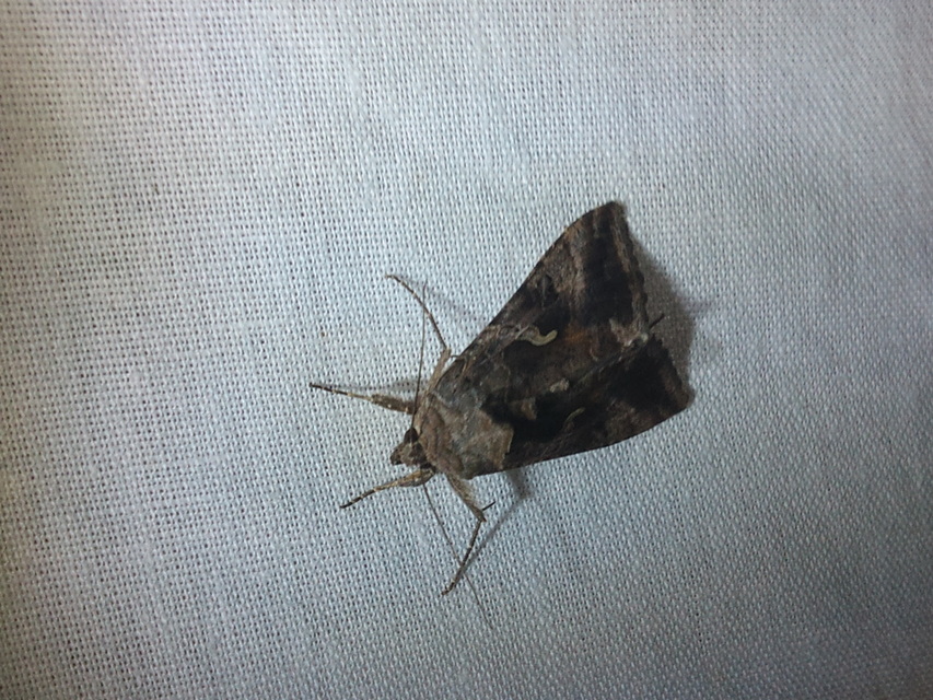 Autographa gamma - gammalepke
