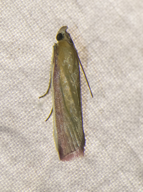 Oncocera semirubella - lucernamoly