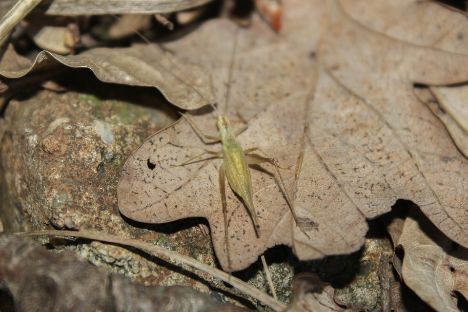 Oecanthus pellucens - pirregőtücsök