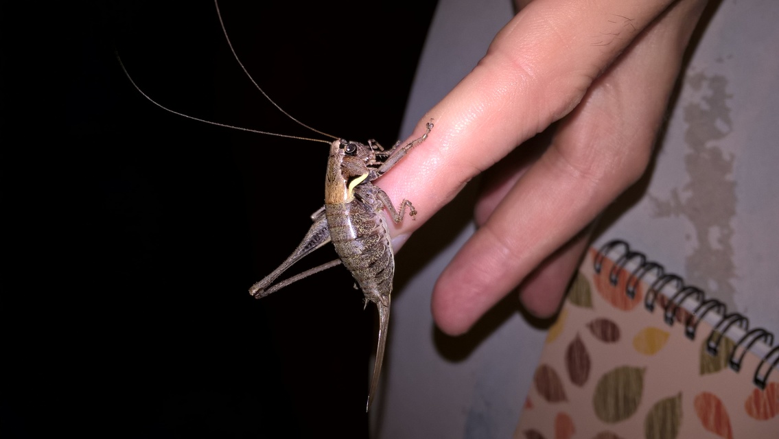 Pholidoptera aptera - nagy avarszöcske