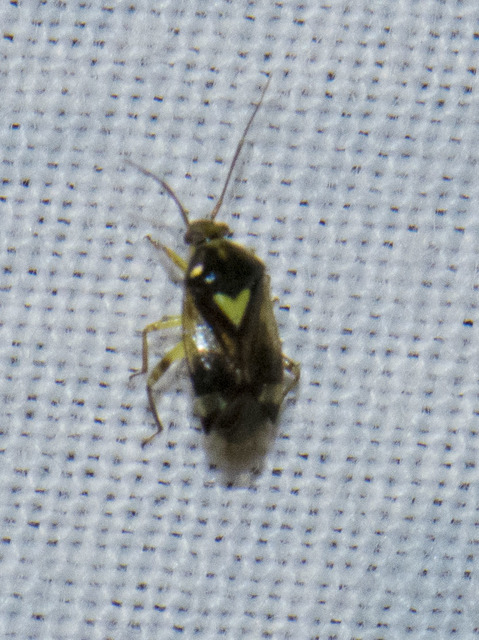 Liocoris tripustulatus - hárompettyes mezeipoloska