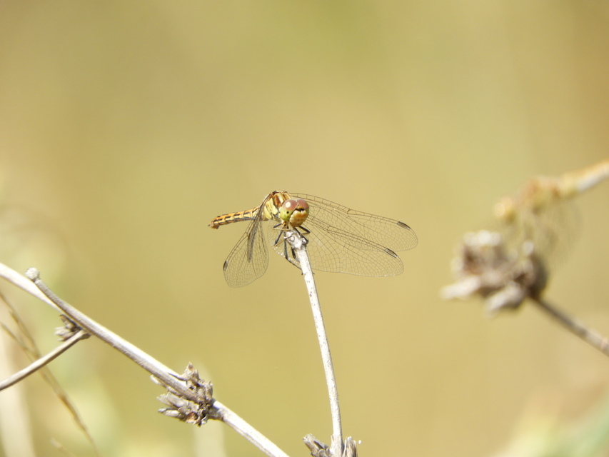 Sympetrum vulgatum - barkós katona-szitakötő