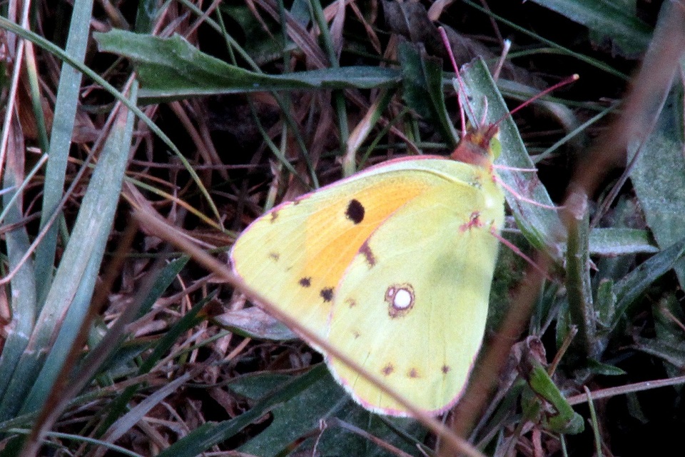 Colias croceus - sáfránylepke
