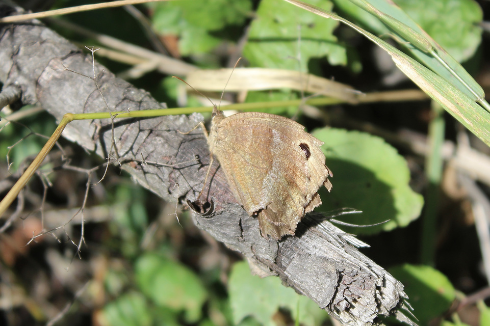 Minois dryas - fekete szemeslepke