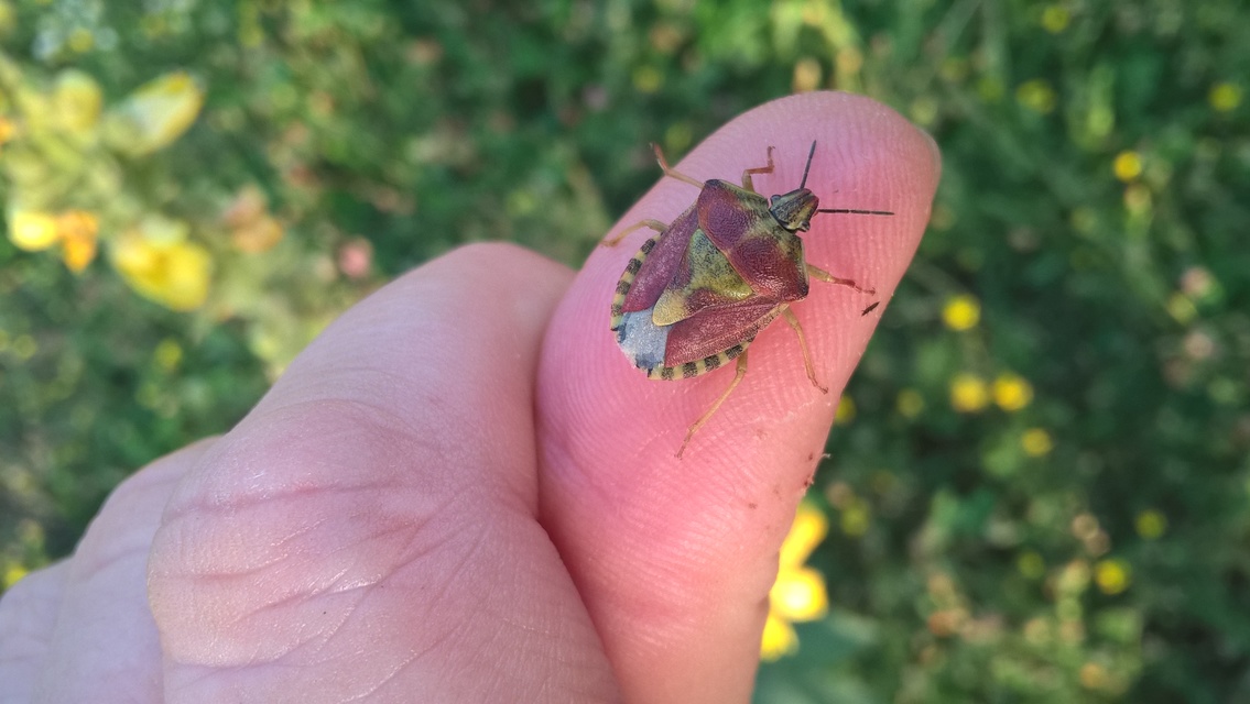 Carpocoris Carpocoris