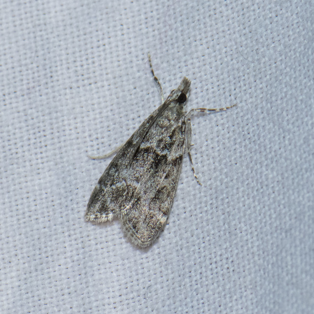 Scoparia