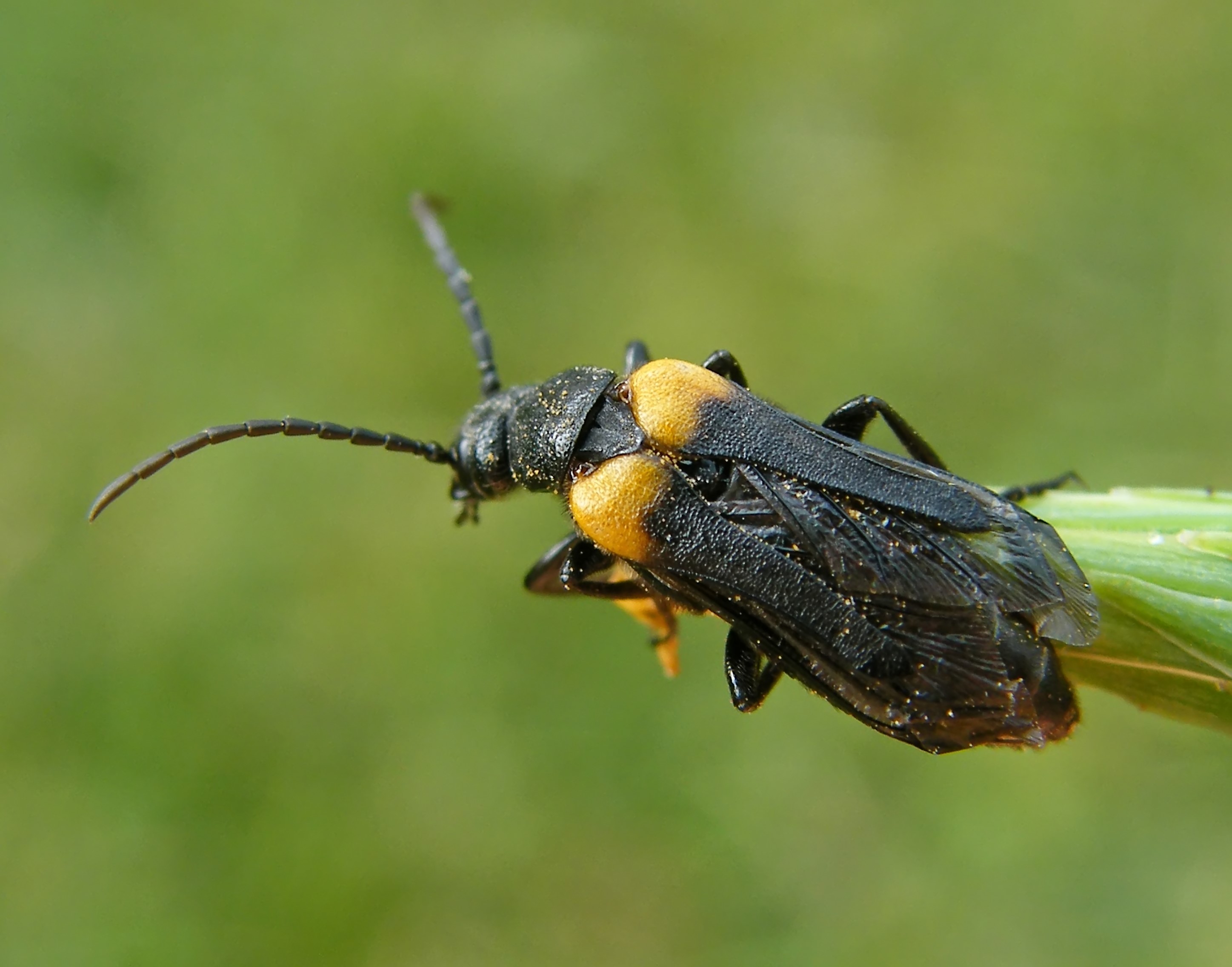 Sitaris muralis - pirosvállú méhbogár