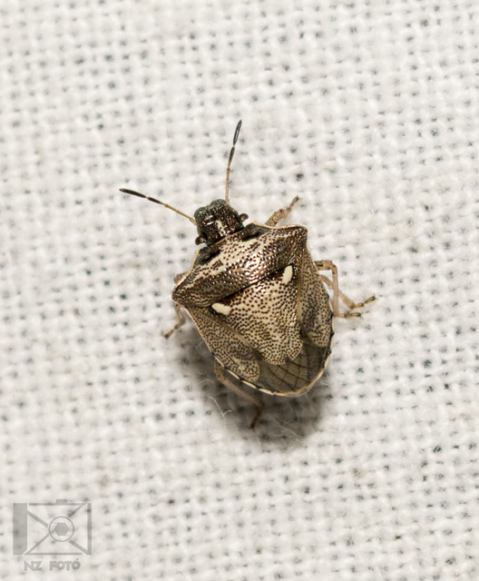 Eysarcoris aeneus - fémes feketefejű-poloska Eysarcoris aeneus - fémes feketefejű-poloska