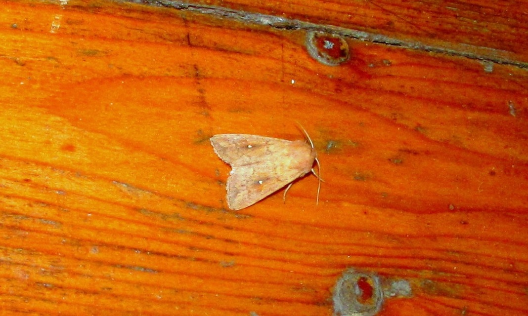 Mythimna albipuncta - fehérpettyes rétibagoly