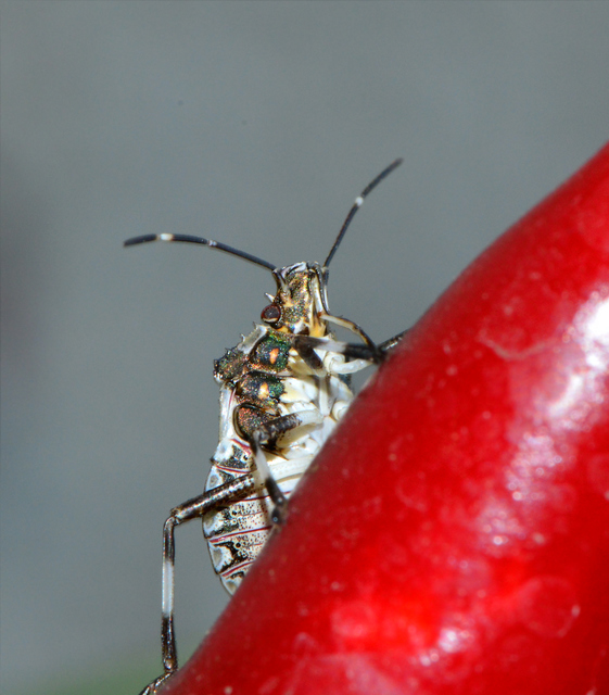 halyomorpha halys - Halyomorpha halys