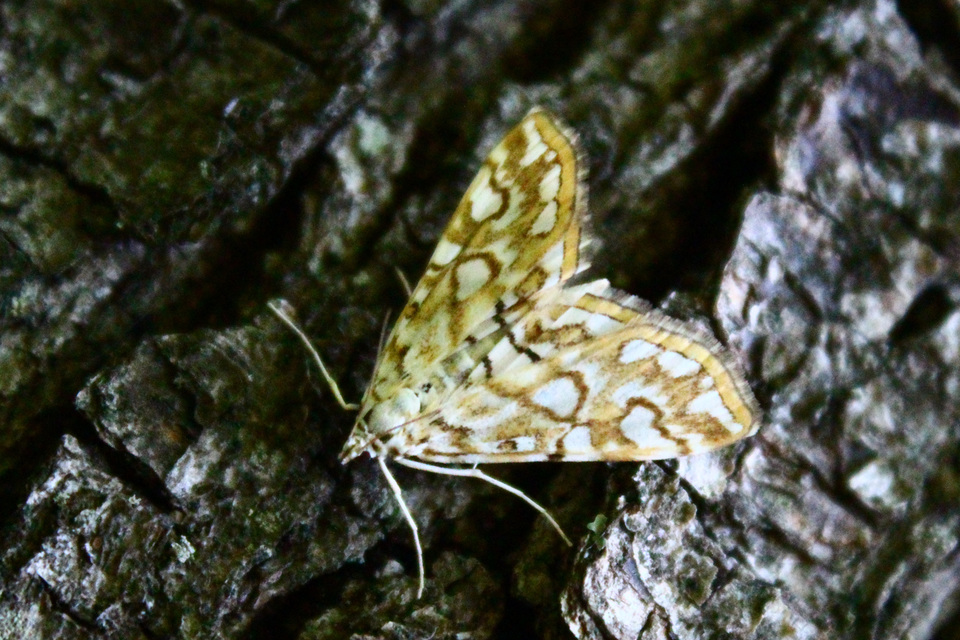 Elophila nymphaeata - tarka vízimoly