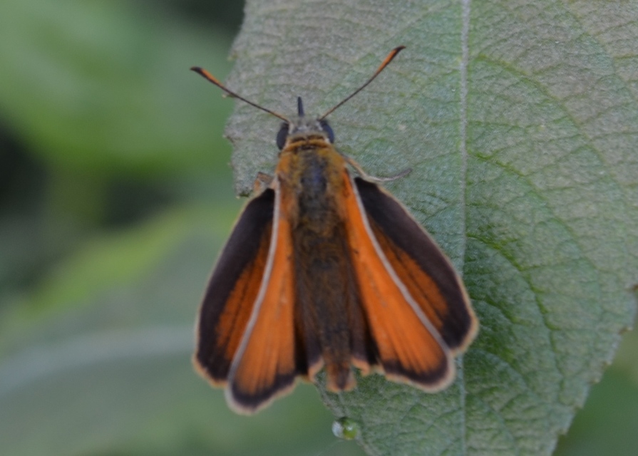 Thymelicus lineola - vonalas busalepke