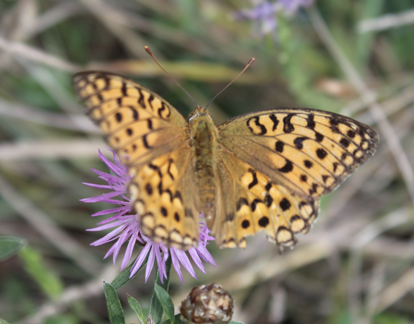 Argynnis adippe - ezüstös gyöngyházlepke