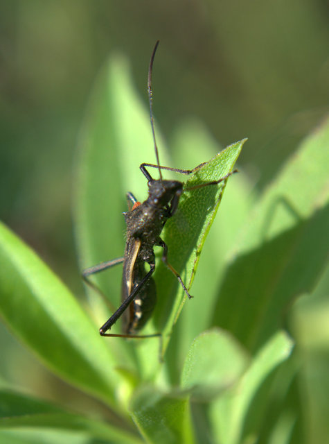 Megalotomus junceus - karcsúcombú tövispoloska