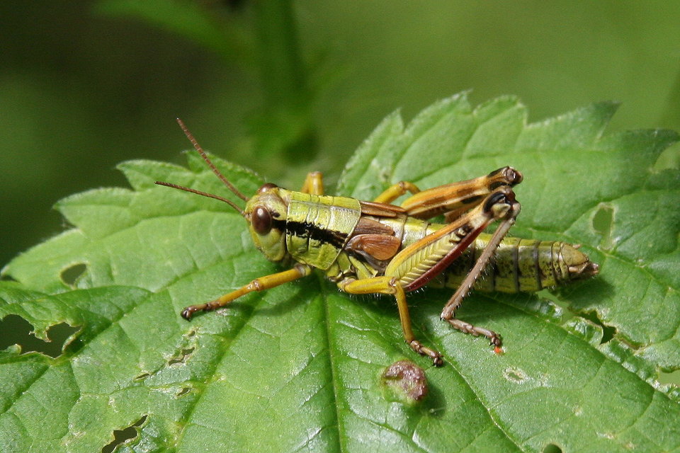 Miramella alpina - alpesi sáska