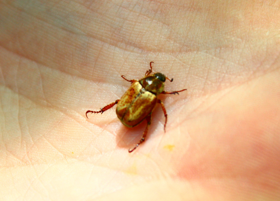 Hoplia dilutipes
