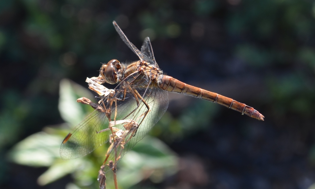 Sympetrum meridionale - fakó katona-szitakötő