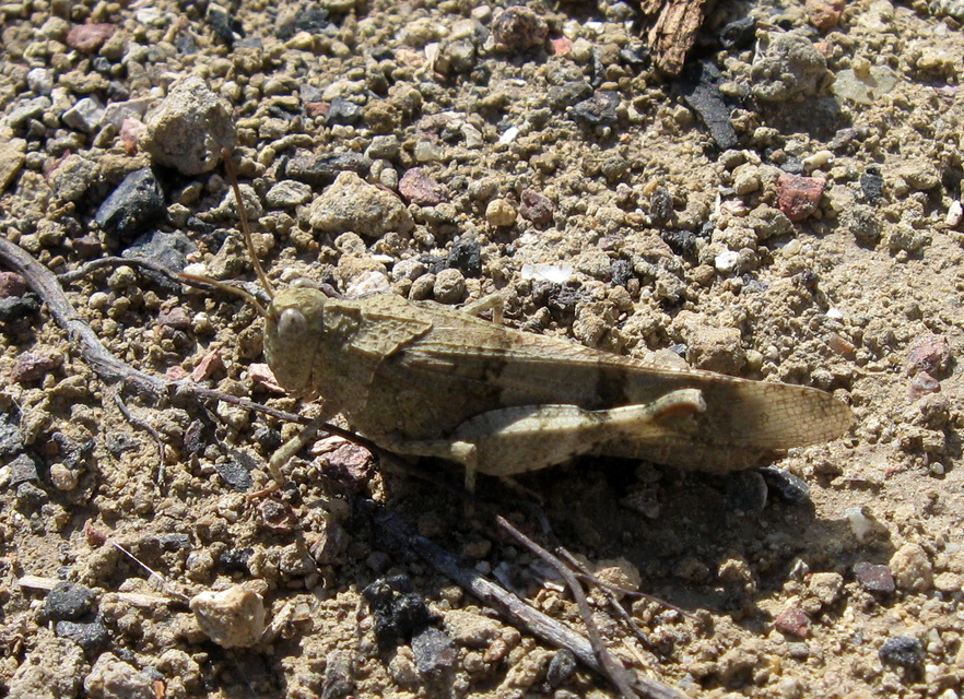 Oedipoda caerulescens - kékszárnyú sáska