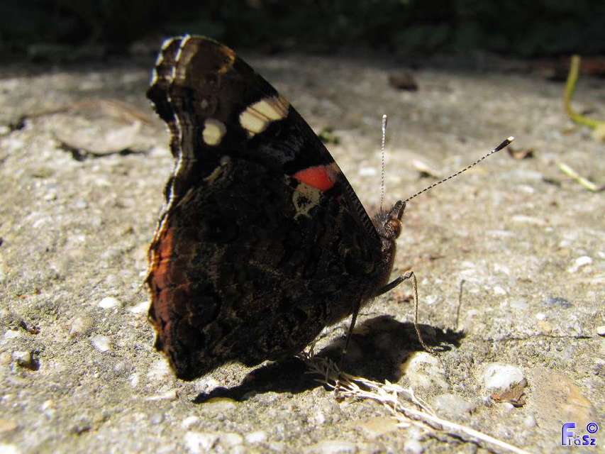 Vanessa atalanta - atalantalepke