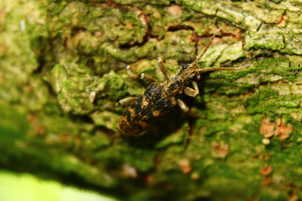 Rhagium sycophanta - tölgyes-tövisescincér