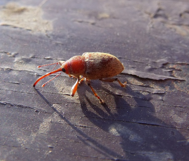 Curculio propinquus - halvány zsuzsóka