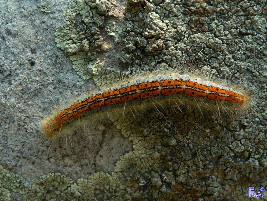 Malacosoma castrensis - kutyatejszövő