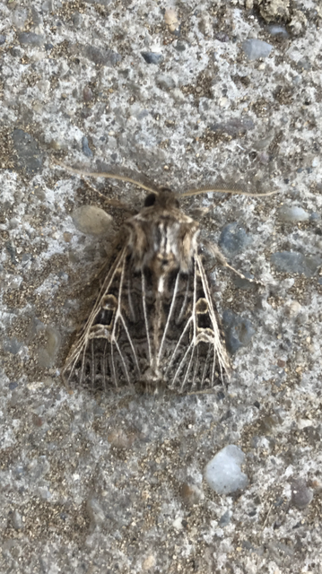 Tholera decimalis - közönséges fésűsbagoly
