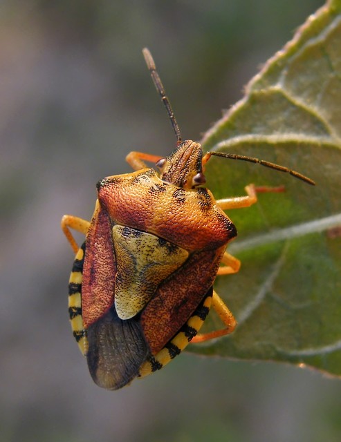 Carpocoris Carpocoris
