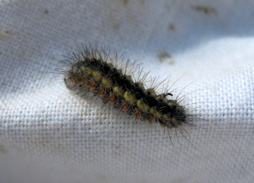 Acronicta euphorbiae - kutyatej-szigonyosbagoly