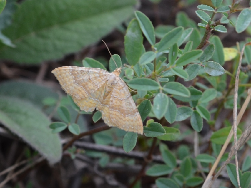 Camptogramma bilineata - kétvonalas sávosaraszoló