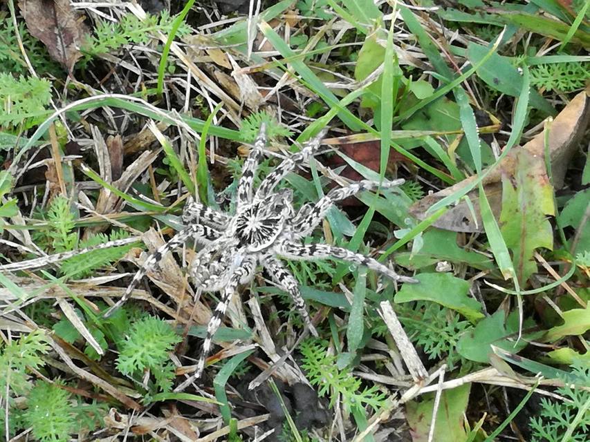 Lycosa singoriensis - szongáriai cselőpók