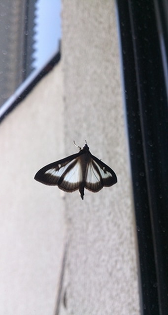 Cydalima perspectalis - puszpáng-tűzmoly