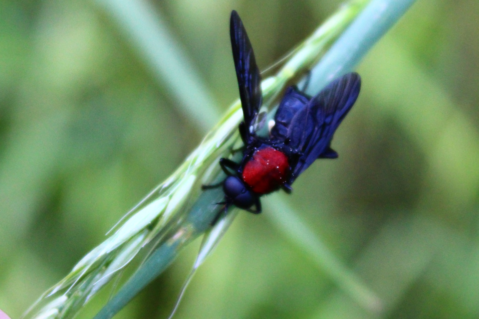 Clitellaria ephippium - tüskéshátú légy