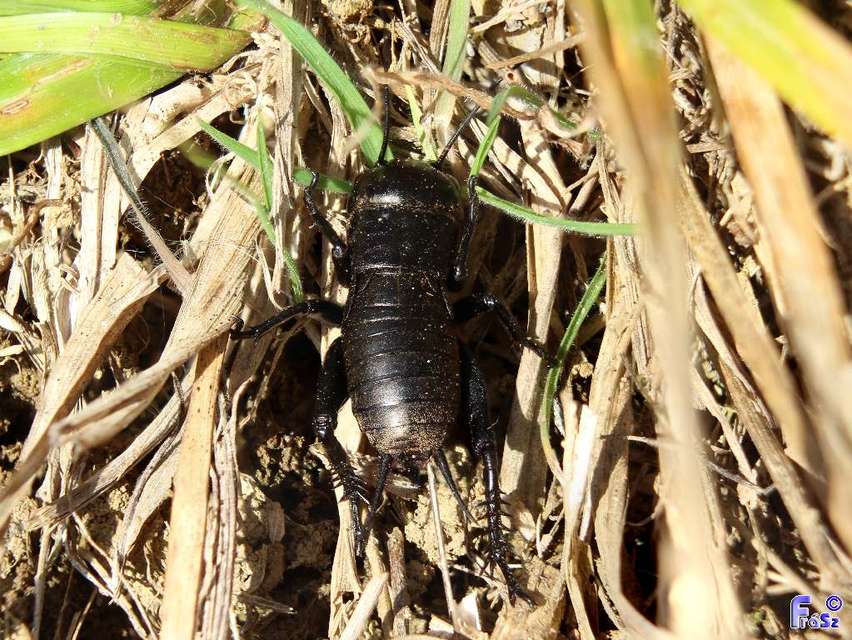 Gryllus campestris - mezei tücsök