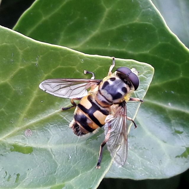Myathropa florea - halálfejes odúlégy