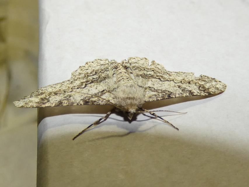 Ascotis selenaria - holdas faaraszoló