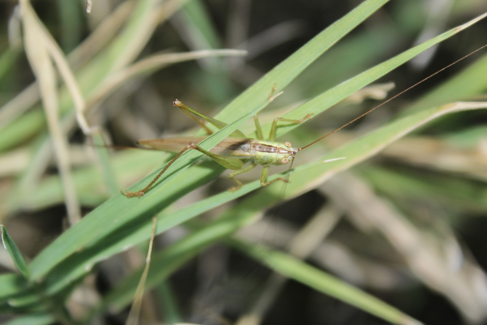 Conocephalus fuscus - kis kúpfejűszöcske