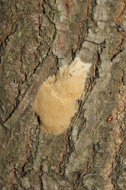 Lymantria dispar - gyapjaslepke