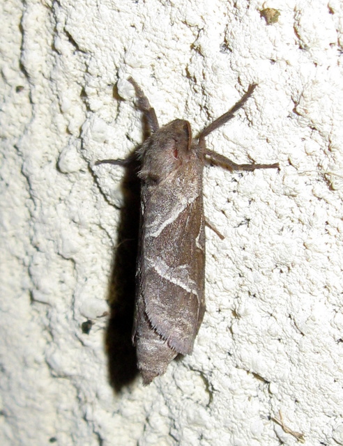Triodia sylvina - kis gyökérrágólepke