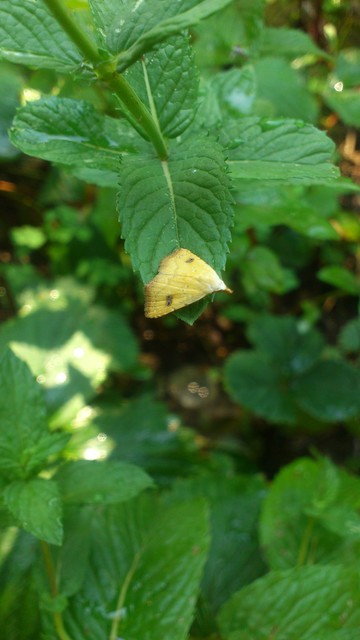 Rivula sericealis - selymes lórombagoly