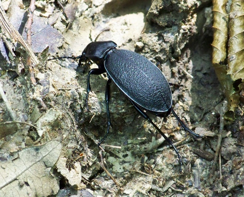 Carabus coriaceus - bőrfutrinka Carabus coriaceus - bőrfutrinka