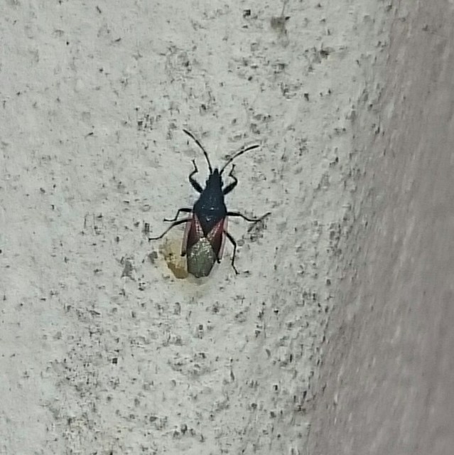 Oxycarenus lavaterae - hársbodobács