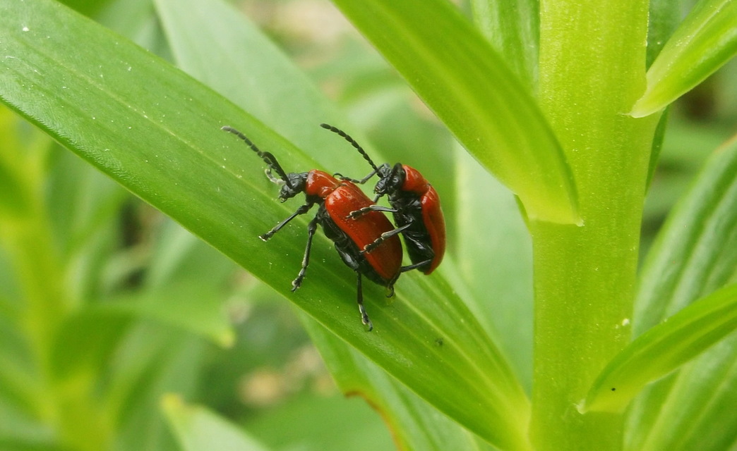 Lilioceris lilii - közönséges liliombogár Lilioceris lilii - közönséges liliombogár