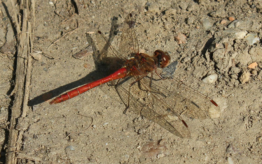 Sympetrum vulgatum - barkós katona-szitakötő