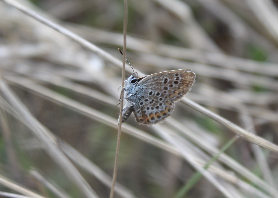 Plebejus argus - ezüstös boglárka