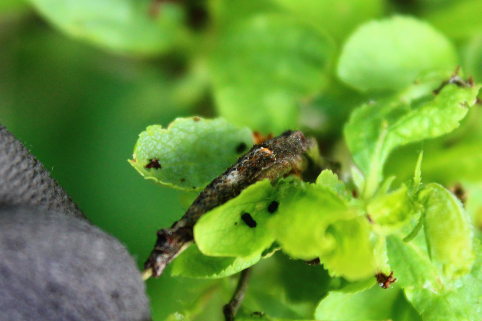 Allophyes oxyacanthae - galagonyabagoly